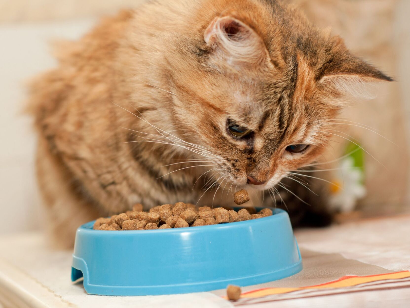 Pets and Cancer
